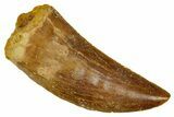 Serrated, Carcharodontosaurus Tooth - Real Dinosaur Tooth #372285-1